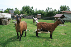 Dieren Dieren
